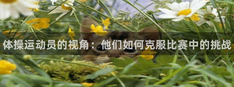 利记官网下载平台注册要钱吗：体操运动员的视角：他们如